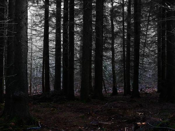 Gyönyörű Kilátás Sötét Fák Hasi Erdőben Tökéletes Háttér — Stock Fotó
