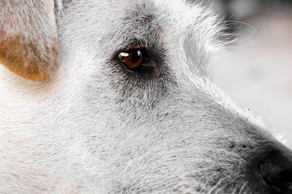 Közelkép Egy Fehér Kutyáról Szomorú Barna Szemekkel — Stock Fotó