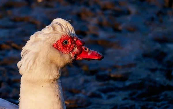 Portrét Husy Jasně Červeným Zobákem Velkými Nosními Dírkami Rozmazaném Pozadí — Stock fotografie