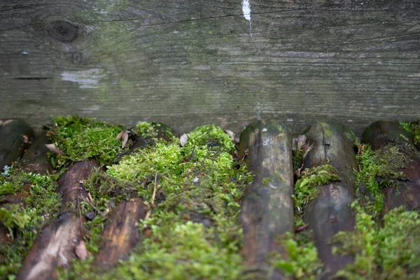 Крупный План Текстуры Дерева Покрытой Мхом — стоковое фото