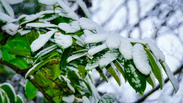 Eine Aufnahme Einer Frischen Grünen Pflanze Die Winter Mit Weißem — Stockfoto