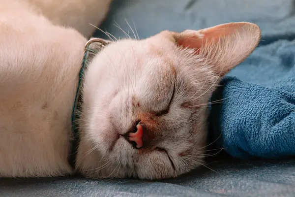 Closeup Shot Cute White Cat Sleeping Sofa Eyes Shut — Stock Photo, Image