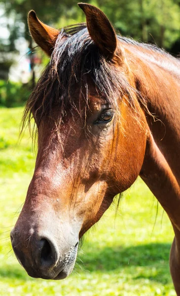 Ein Vertikales Porträt Eines Schönen Braunen Pferdes — Stockfoto