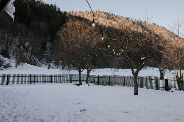 Vacker Utsikt Över Vinterträdgård Med Snörljus Hängande Ett Träd Solig — Stockfoto