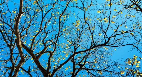 Низкий Угол Обнаженного Дерева Желтыми Цветами Ветвях Ясным Голубым Небом — стоковое фото