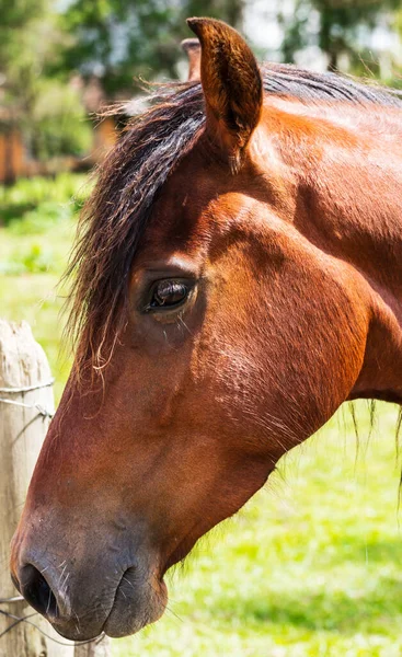 Vertical Portrait Beautiful Brown Horse — Stock Photo, Image