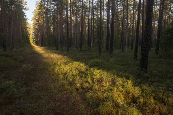 Gündüz Vakti Güneşin Altında Yeşillikle Kaplı Bir Orman Manzarası — Stok fotoğraf