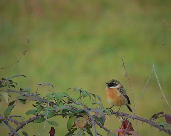 Een Close Opname Van Een Bijeneter Vogel Neergestreken Een Tak — Stockfoto