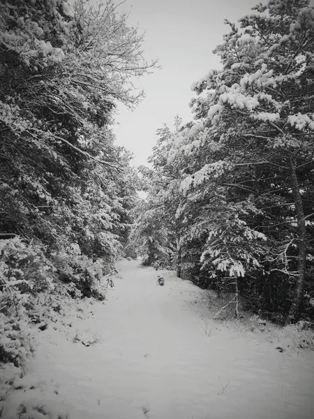 Eine Vertikale Graustufenaufnahme Eines Weges Der Von Vielen Schneebedeckten Bäumen — Stockfoto