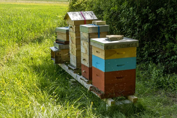 프랑스의 오베르뉴 론알프 초원에는 벌집이 — 스톡 사진