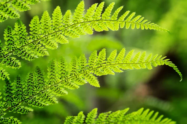 Tiro Foco Raso Uma Planta Fresca Com Folhas Verdes — Fotografia de Stock