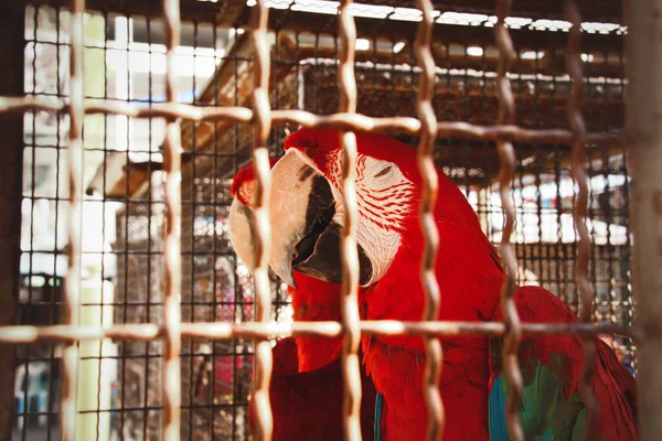 動物園の檻の中で小さな目とカラフルな羽を持つ赤いパターンのオウムのクローズアップショット — ストック写真