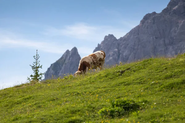 Osamělá Kráva Pasoucí Travnatém Kopci Horami Pozadí — Stock fotografie