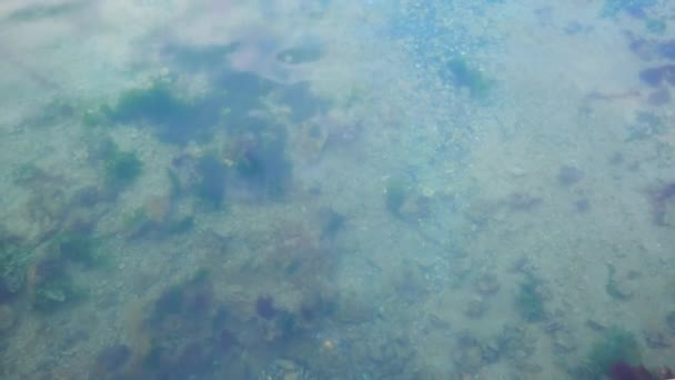 Abstract Background Sea Blue Water — Stock Video