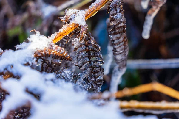 在干枯的树叶上贴上一层霜雪的特写 — 图库照片