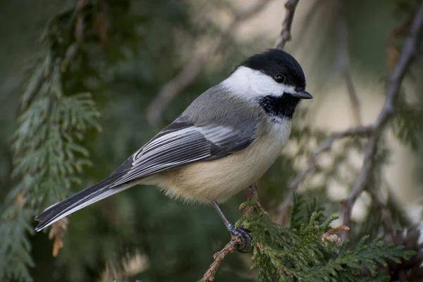 Selective Focus Shot Tit Perched Branch — Zdjęcie stockowe