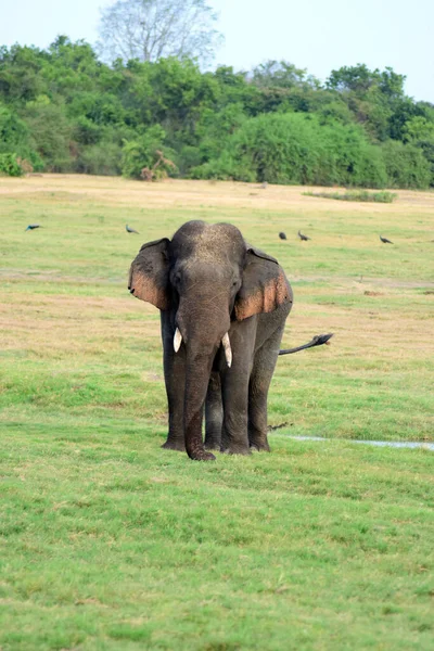 Милый Цейлонский Слон Ходит Траве Ищет Еду — стоковое фото