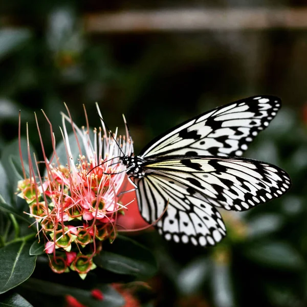 Une Grande Nymphe Arbre Idea Leuconoe Sur Fleur Metrosideros — Photo