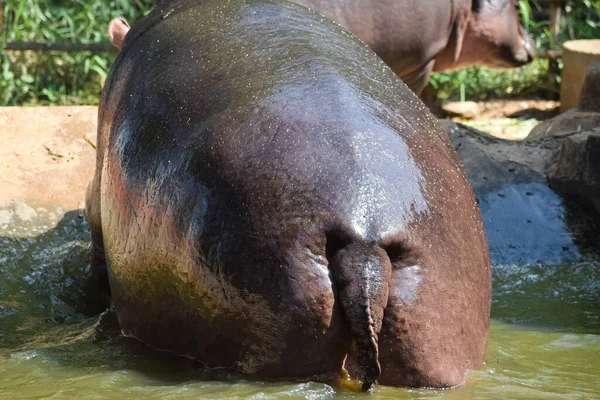 Una Vista Posterior Hipopótamo Descansando Agua —  Fotos de Stock