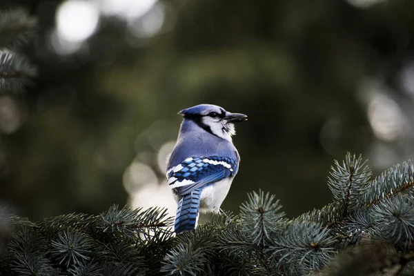 Selective Focus Shot Blue Jay Perched Fir Branch — Stock Photo, Image