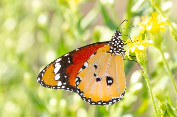 一只美丽的丹牛蝴蝶的选择性聚焦镜头 — 图库照片