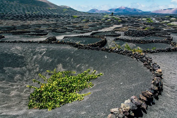 Gyönyörű Kilátás Nyílik Szőlő Vulkanikus Talaj Lanzarote Kanári Szigetek Spanyolország — Stock Fotó