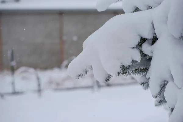 Eine Nahaufnahme Von Tannenzweigen Die Mit Schnee Bedeckt Sind Auf — Stockfoto