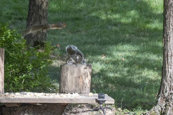 Eine Nahaufnahme Von Eichhörnchen Die Wald Auf Den Baumstämmen Laufen — Stockfoto