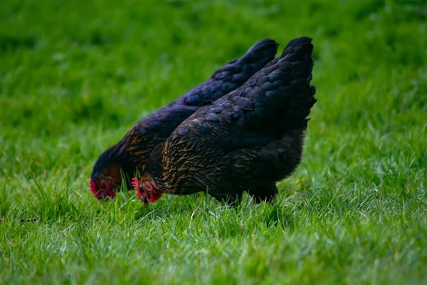 Крупный План Черной Курицы Пасущейся Поле — стоковое фото