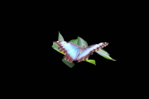 Una Mariposa Morfo Azul Aislada Sobre Fondo Negro —  Fotos de Stock