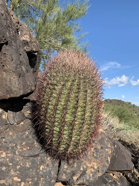 Colpo Verticale Cactus Saguaro Argentino Con Spine Rosse — Foto Stock