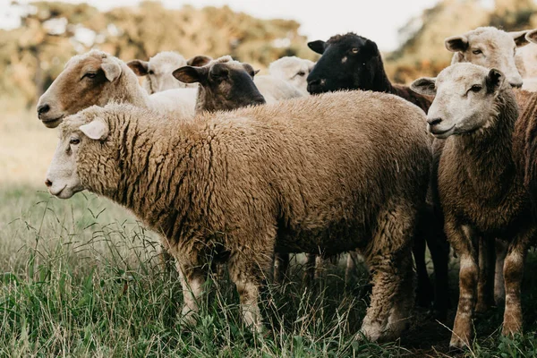 Entendu Parler Pâturage Des Moutons Dans Les Champs — Photo