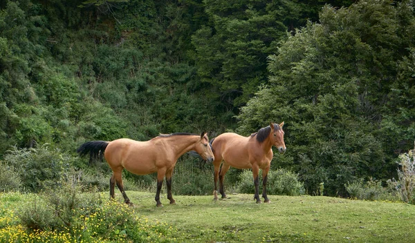 Zwei Schöne Braune Wildpferde Die Frei Der Mitte Eines Feldes — Stockfoto