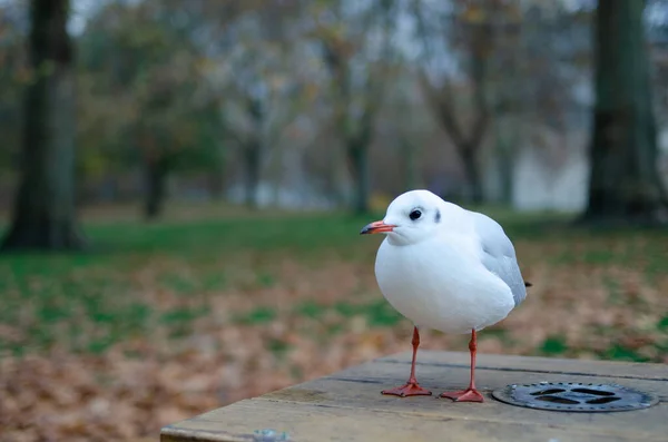 Selective Focus Seagull Wooden Surface Forest — Stock Photo, Image