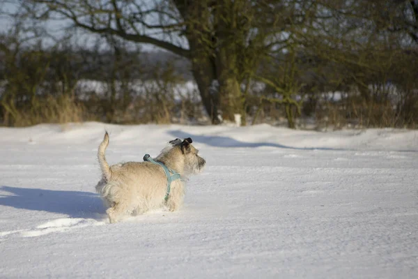 Милая Маленькая Собачка Играющая Снегу — стоковое фото