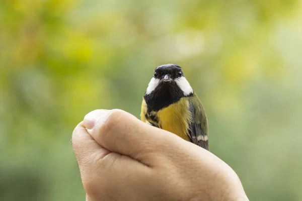 Scientist Holding Great Tit Parus Major Bird Ringing Session — Fotografia de Stock