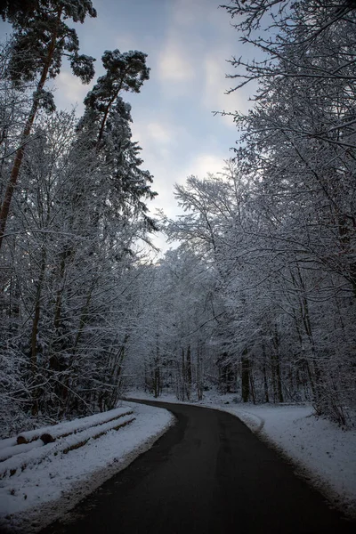 Plano Vertical Camino Vacío Paisaje Bosque Nevado — Foto de Stock