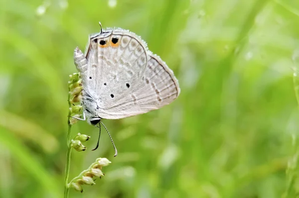 Bulanık Yeşil Arka Planda Bitkinin Üzerinde Duran Bir Kelebeğin Yakın — Stok fotoğraf