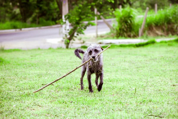 Selective Focus Shot Irish Wolfhound Wood Stick Its Mouth Park — Stock Photo, Image