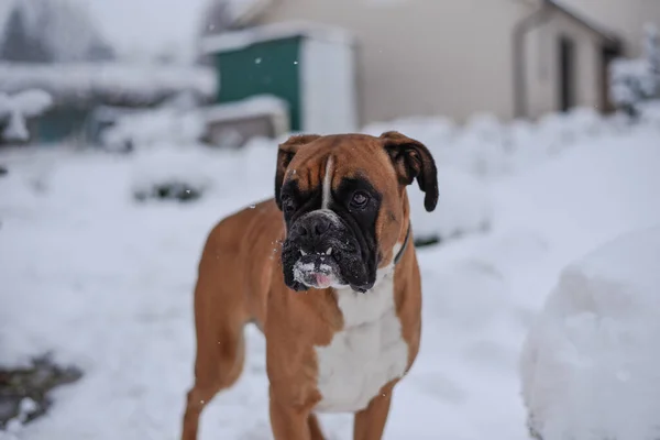Bulldog Marrón Paseando Parque Cubierto Nieve Frío Día Invierno Nevado —  Fotos de Stock