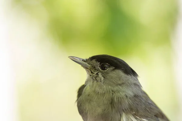 Närbild Manlig Eurasiska Svartmössa Sylvia Atricapilla Fågelringning Session — Stockfoto