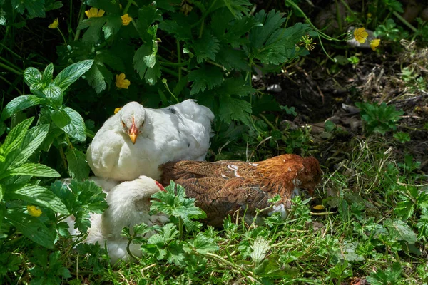 닭들이 농장에서 자유롭게 돌아다니고 — 스톡 사진