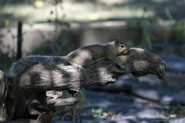 Tiro Close Esquilo Com Uma Cauda Longa Sentado Tronco Árvore — Fotografia de Stock