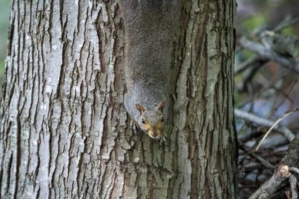 Closeup Shot Squirrel Long Tail Hanging Trunk Tree Forest — Stock Photo, Image