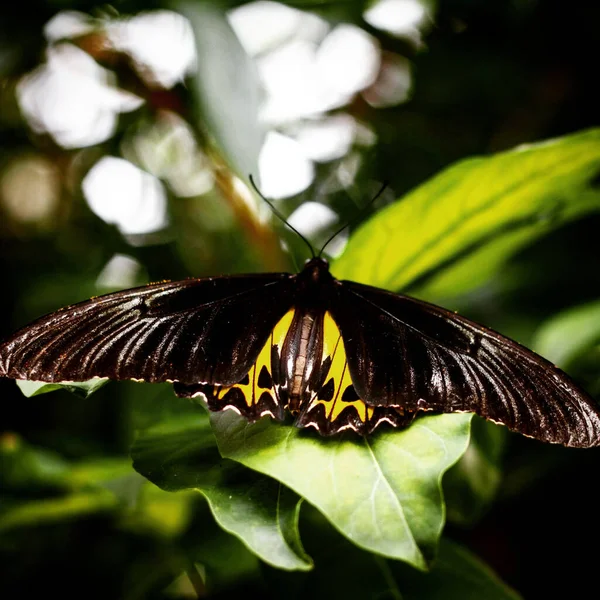 一只金色的鸟翅蝴蝶栖息在绿色的植物上 — 图库照片