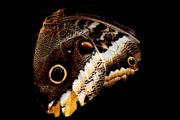 Papillon Caligo Isolé Sur Fond Noir — Photo