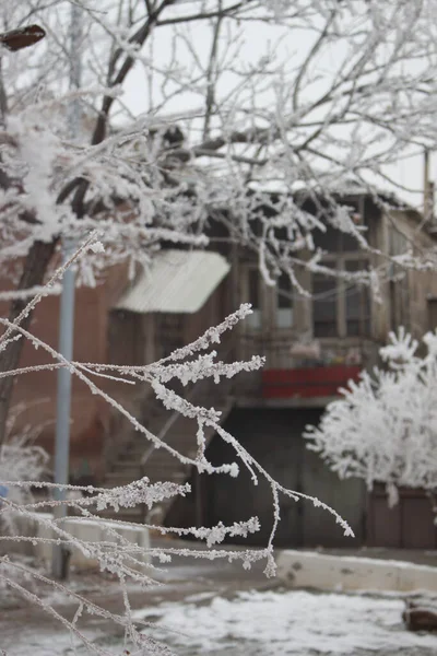 Прекрасный Вид Мороз Ветвях Дерева Возле Дома Холодный Зимний День — стоковое фото