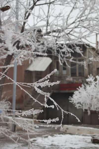 Une Belle Vue Sur Gel Sur Les Branches Arbre Près — Photo