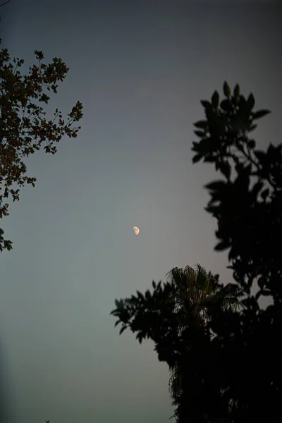 Plano Vertical Luna Cielo Despejado Con Ramas Árboles Primer Plano —  Fotos de Stock
