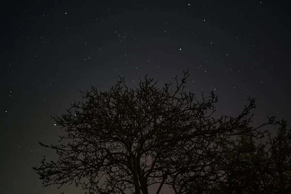 Een Lage Hoek Opname Van Een Boom Een Prachtige Sterrenhemel — Stockfoto